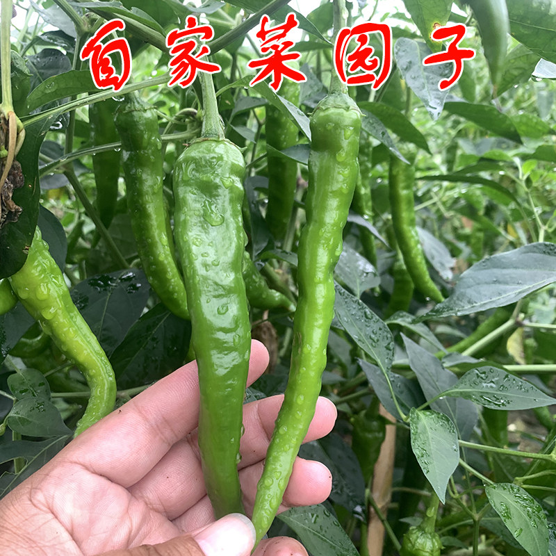正宗湖南辣椒农家新鲜二荆条薄皮椒现摘青线椒本地自种蔬菜2号