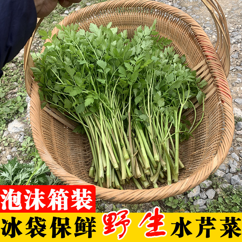 野生水芹菜现摘小叶健康农家河边野菜新鲜当季时令蔬菜湖南特产