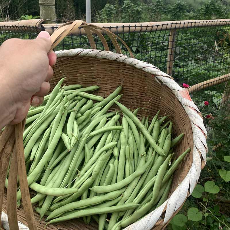 湖南新鲜四季豆芸豆无筋豆嫩刀棒长扁豆角农家自种特产应季蔬菜