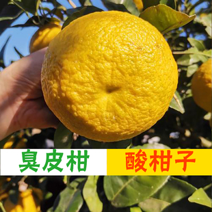 野生臭皮柑酸抛柑湖北湖南新鲜孕妇水果苦药酸泡柑黄皮酸柑子桔子