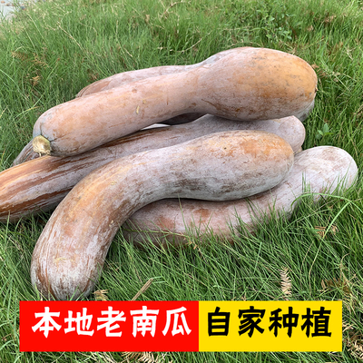 农家自种老品种南瓜软糯香甜