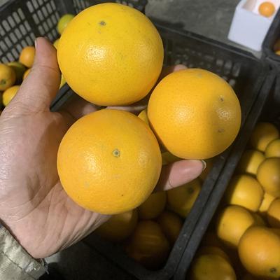 纯甜无酸的麻阳锦蜜橙子