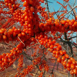 包邮 4年生大小果沙棘满百 量大从优 沙棘树苗辽宁沙棘果苗1 正品