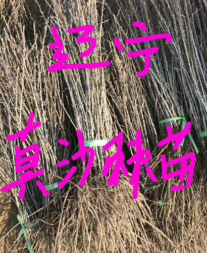 鲜活沙棘庭院沙棘保真春季