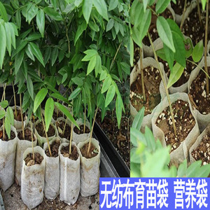 包邮无纺布育苗杯花盆加厚育苗袋营养杯柑橘果苗营养钵植树袋定做