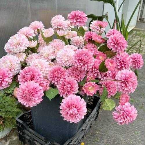 暗香 高品质重瓣3头大丽花 仿真大理菊拍照摄影道具大丽花球菊
