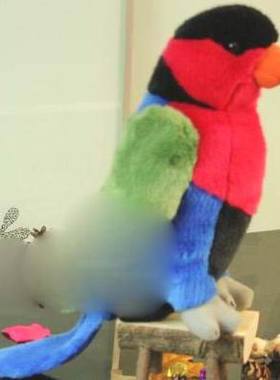 （代购）仿真黑顶吸蜜鹦鹉black-capped lory毛绒玩具公仔