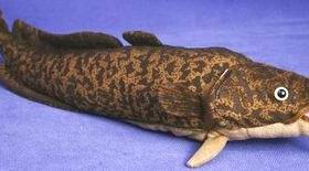 （现货+包邮）芬兰vivantti仿真江鳕鱼codfish毛绒玩具公仔