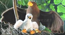 （代购）德国kosen仿真母子款金雕golden eagle毛绒玩具公仔