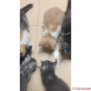 价自己家蓝猫和金渐层猫妈妈生 非实价议价议价议 一共3只现在
