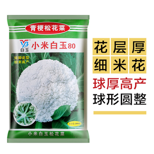 小米白玉80天花椰菜松花菜种子蔬菜苗孑