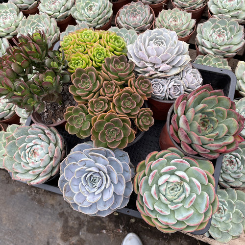 不同品种组合发一箱多肉植物室内盆栽绿植四季常绿办公室植物