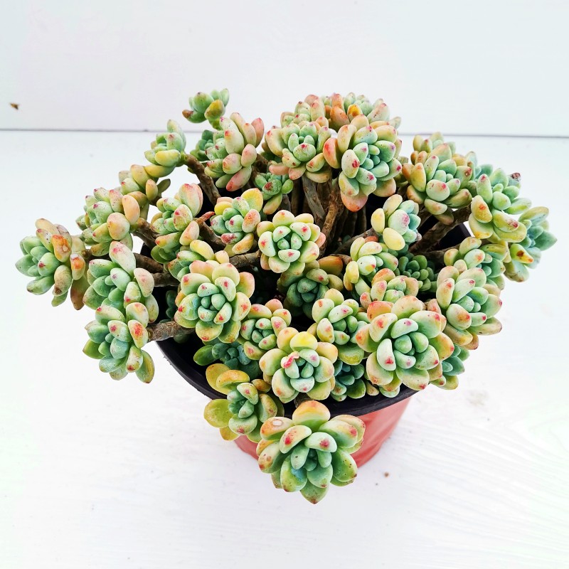 绿植自带香味阳台美观多肉植物