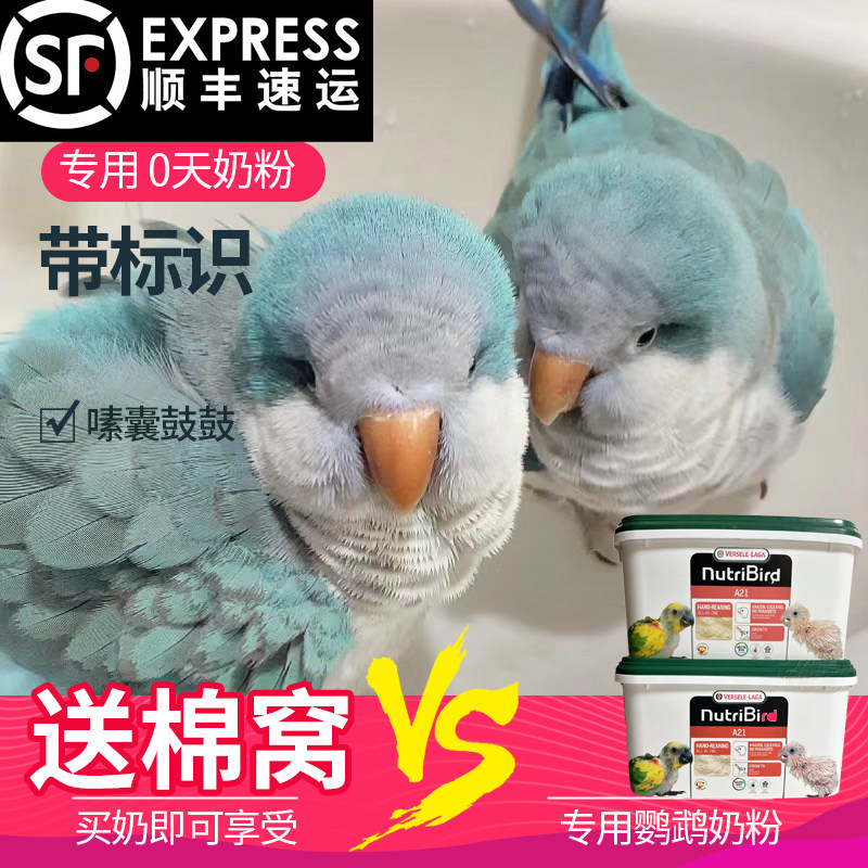 黄边手养绿颊奶粉凤梨鸟类粮亲人
