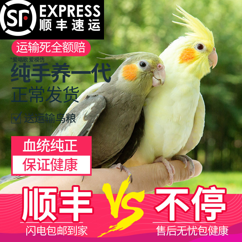 纯手养玄凤鹦鹉活黄化玄风鹦鹉