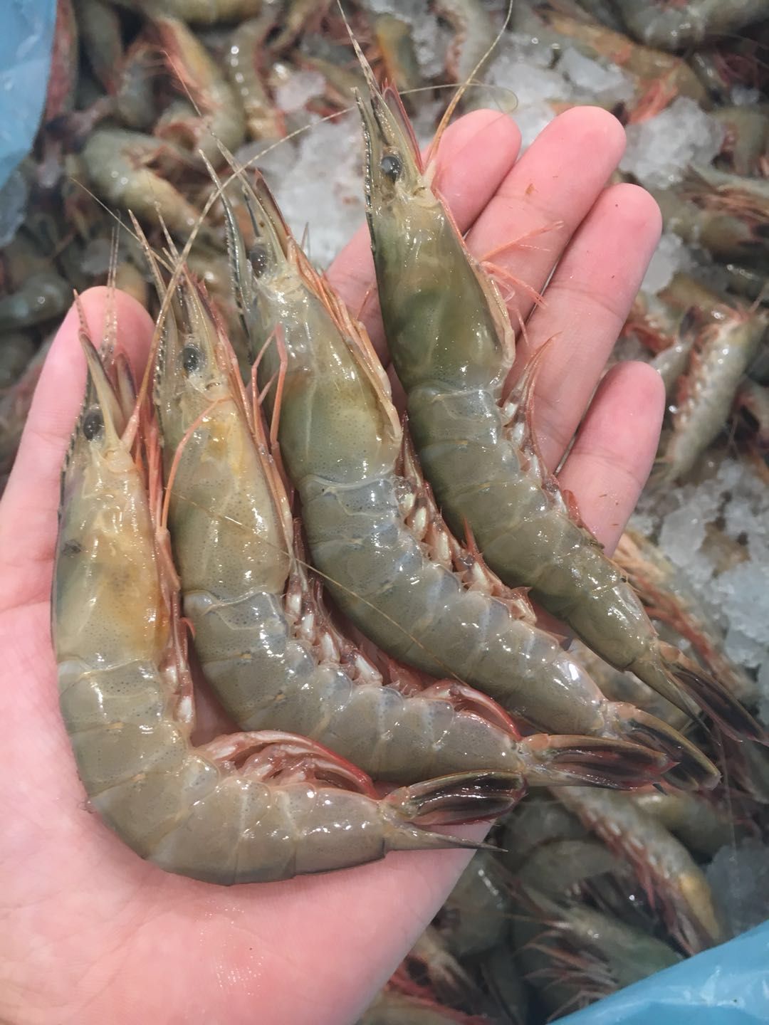 舟山活皮虾新鲜海虾野生大滑皮虾剑虾呛虾活皮虾非养殖】4斤包邮