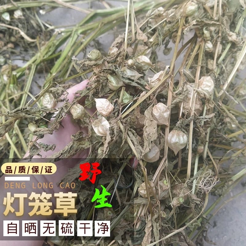 灯笼草灯龙草打额泡天泡草喉咙草切短干货500g食品客家中药材包邮