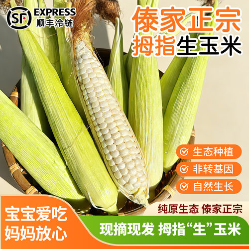 西双版纳拇指生玉米新鲜带皮现摘