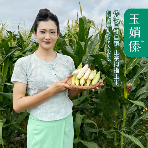 云南西双版纳拇指玉米手指小玉米新鲜白糯花糯紫糯玉米真空礼盒装