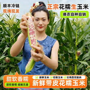 西双版纳小花糯玉米新鲜带皮带须生玉米顺丰冷链傣族小玉米香糯软