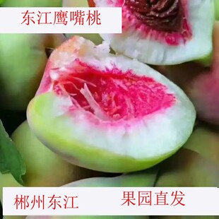 顺丰包脆甜包邮东江湖鹰嘴桃大果孕妇果包邮