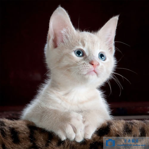 橘猫纯种家养素材模板 橘猫纯种家养图片下载 小麦优选