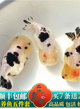 精品兰寿金鱼冷水观赏鱼耐活好养