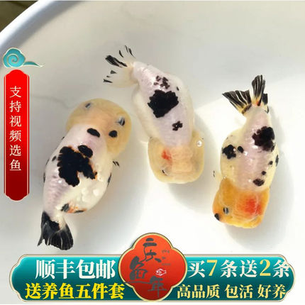 精品兰寿金鱼活鱼潘氏观赏鱼高级奶牛淡冷水玉兔活体好养耐活国粹