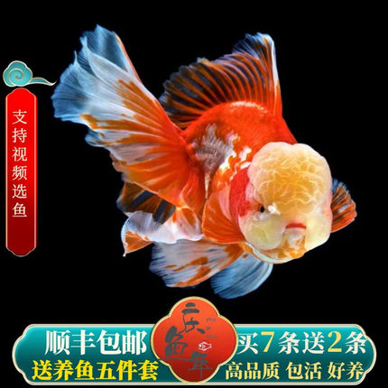 百褶泰狮苗粉泰狮超大娃娃脸金鱼活鱼精品樱花泰狮耐活好养