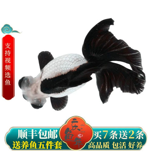 精品黑白熊猫碟尾包活好养观赏鱼