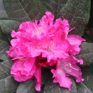 【火箭】3年苗 大叶高山杜鹃木本花卉 耐寒耐热 庭院花园绿植盆栽