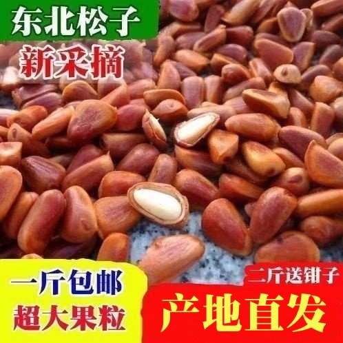 2025东北长白山脉未加工生熟红松新鲜松子大松籽孕妇坚果包邮 - 封面