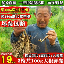 现挖鲜人参长白山林下人参可煲汤泡酒料整支新鲜人参保鲜叁片