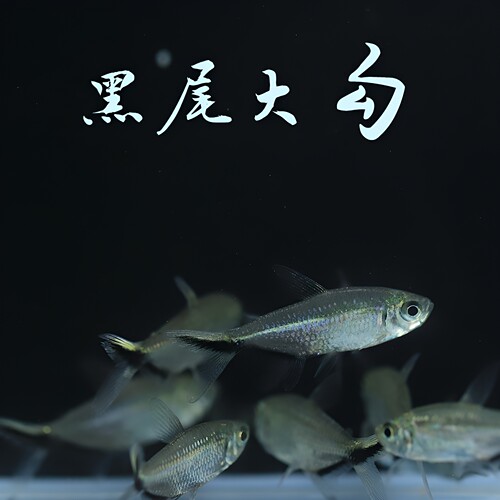 小型黑尾大勾草缸小型观赏鱼群游