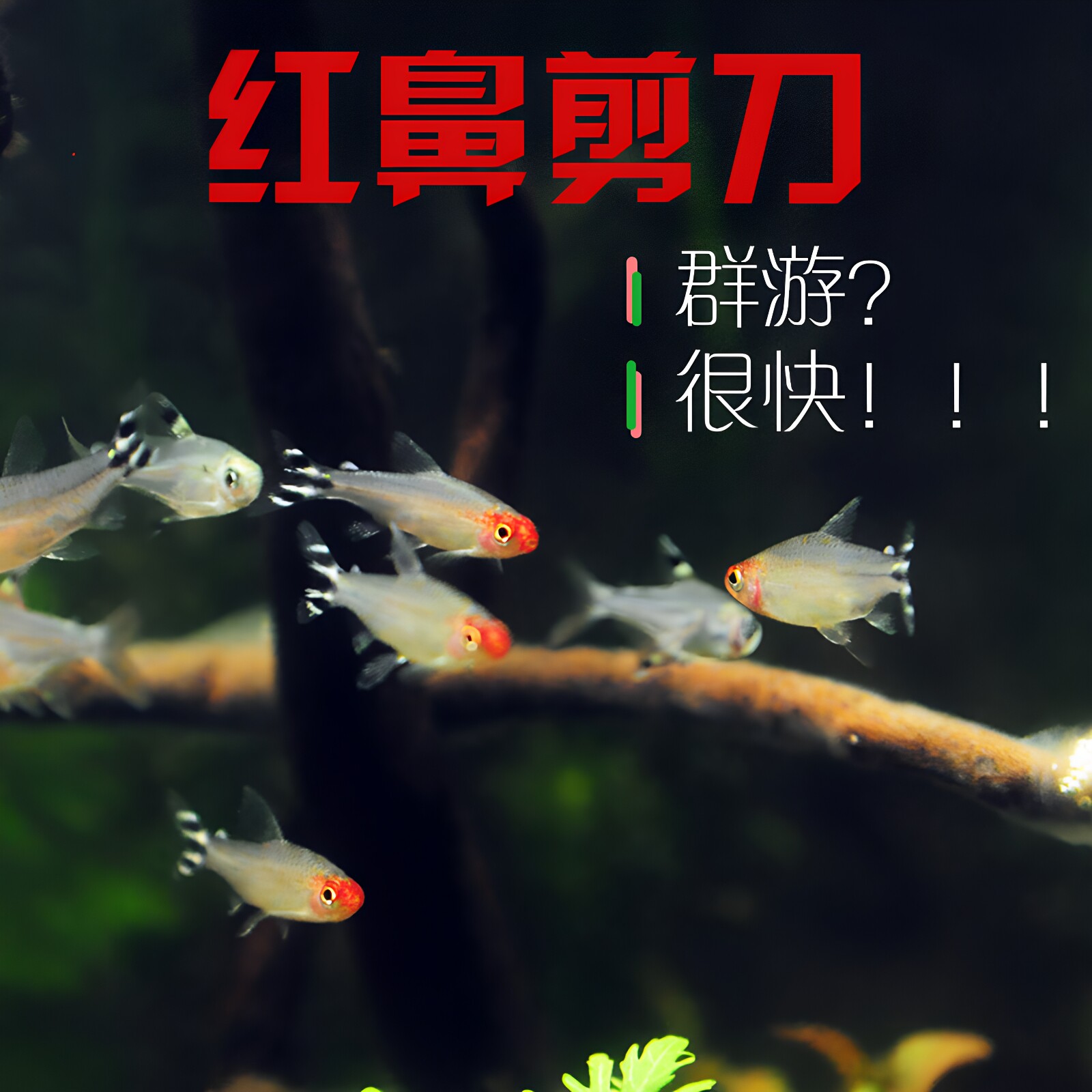 红鼻剪刀小型观赏鱼活体热带鱼群游草缸新手耐养灯科红绿灯混养鱼