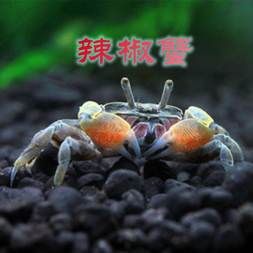 蜘蛛蟹价格 蜘蛛蟹图片 星期三