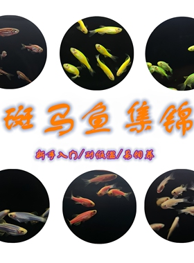 斑马鱼小型掌上水培缸入门荧光群游耐低温练手冷水热带观赏灯科鱼