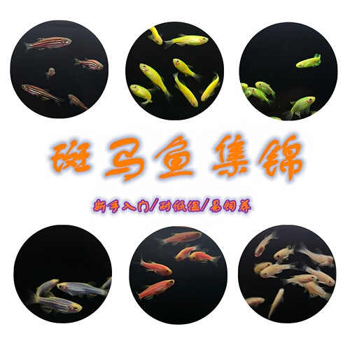 耐低温多色小型掌中缸蝶翼斑马鱼