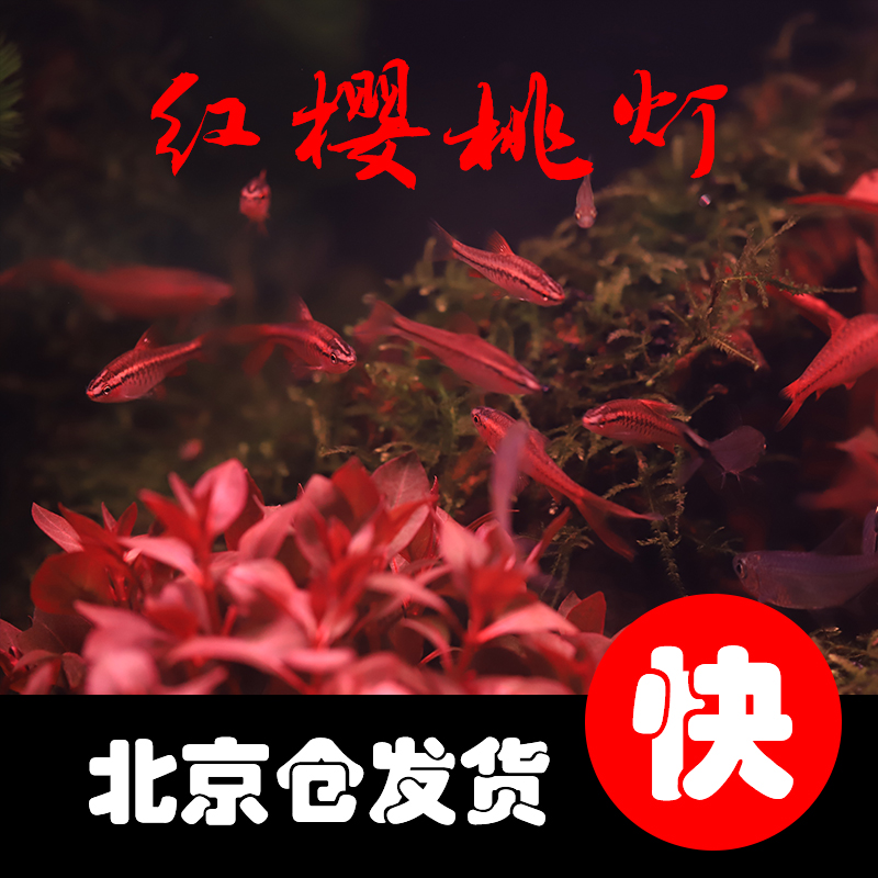 鱼缸中那一抹红樱桃灯观赏鱼