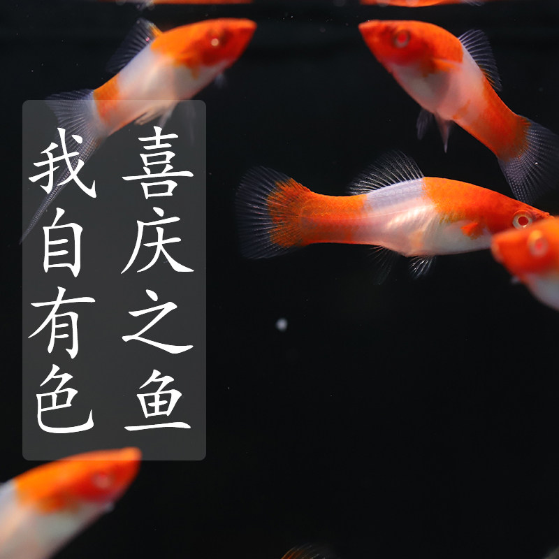 小型观赏鱼活体红白剑尾热带鱼胎生鱼新手耐养孔雀鱼下崽狂魔红鱼