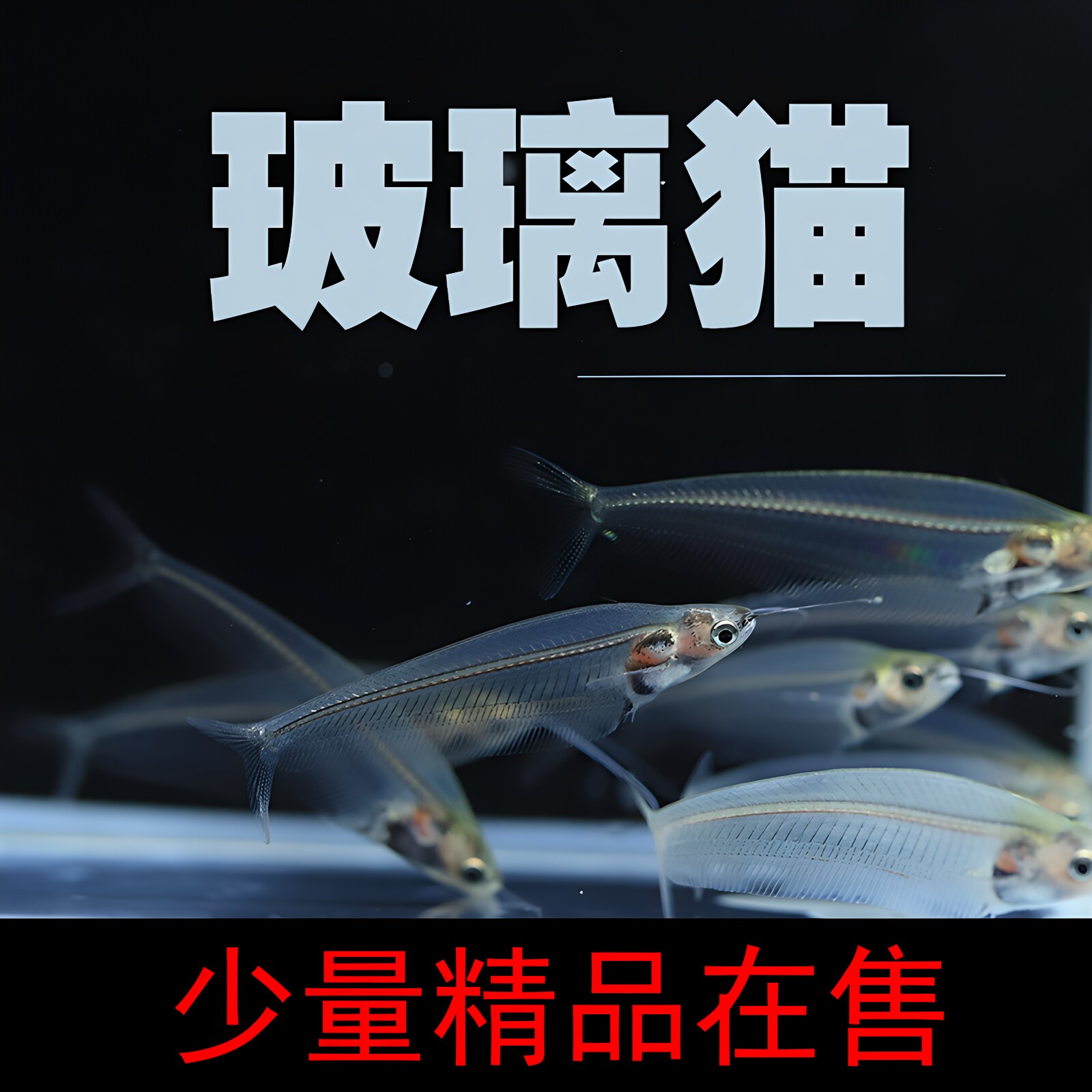 玻璃猫鱼热带淡水草缸观赏活体宠物蓝三线透明幽灵猫鱼群游小型鱼
