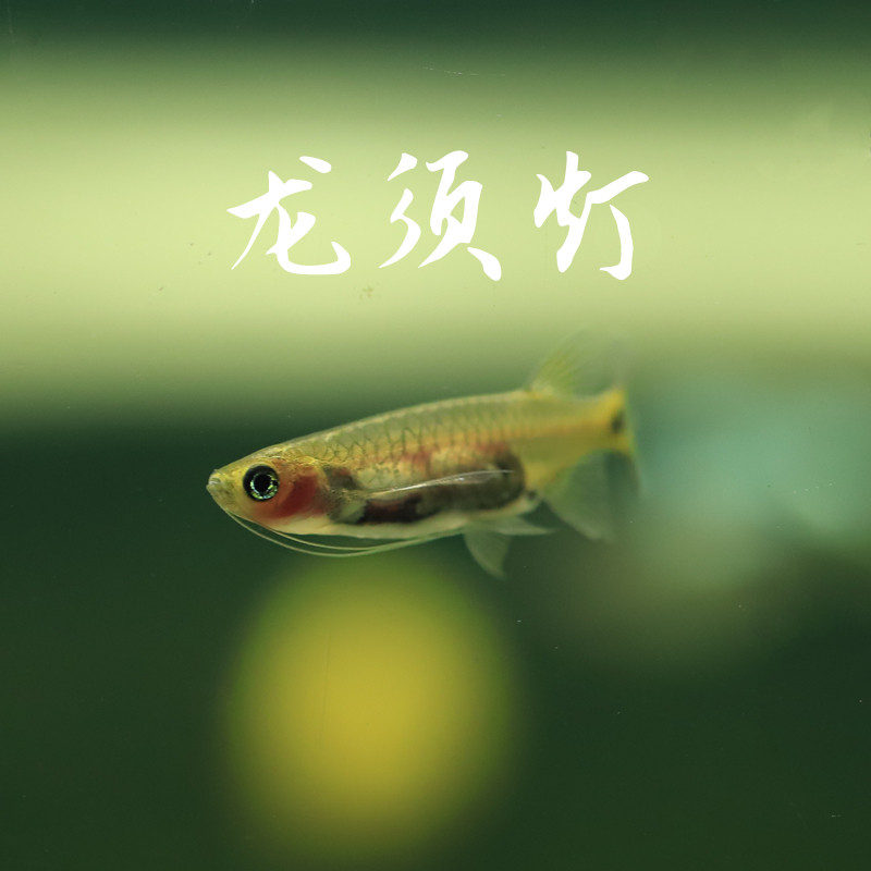 龙须灯鱼草缸除水面油膜热带淡水小型灯科观赏工具鱼清道夫群游鱼