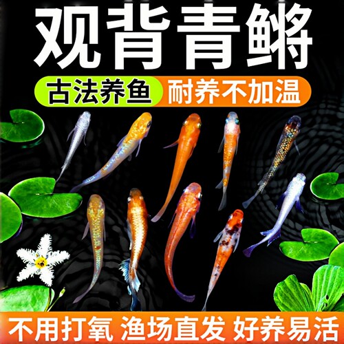 观背青鳉鱼群游冷水好养不打氧