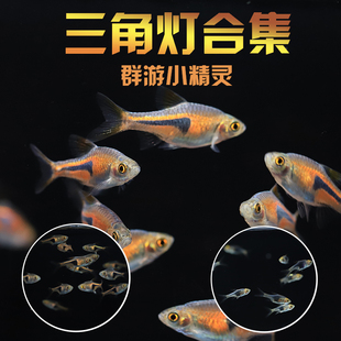 三角灯鱼活体观赏鱼草缸小型热带鱼红绿灯混养群游鱼新手宝莲灯鱼