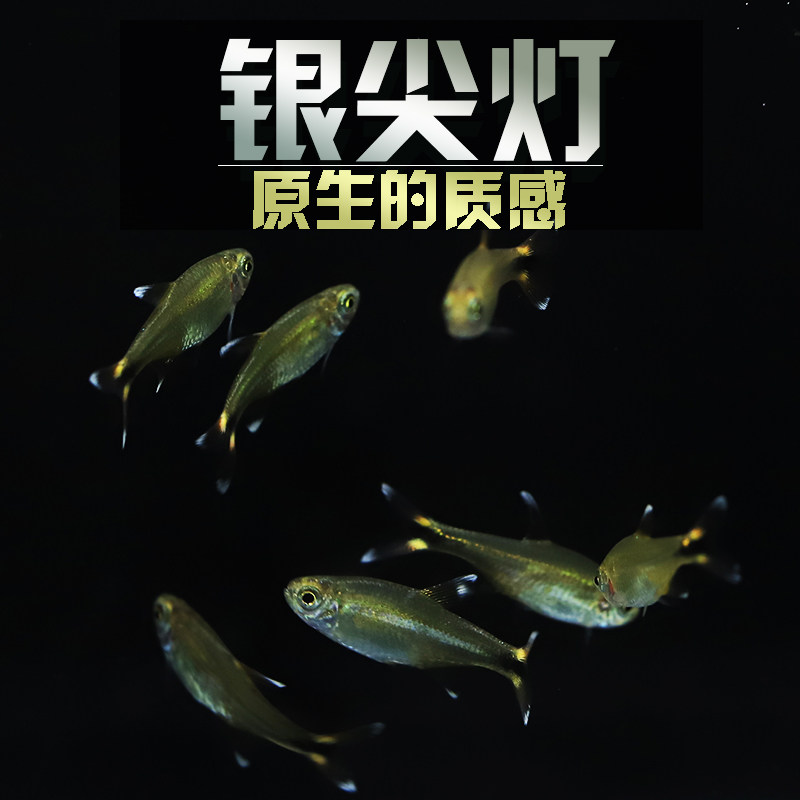 银尖灯迷你灯鱼活体观赏鱼小型热带鱼草缸群游鱼红绿灯混养鱼新手