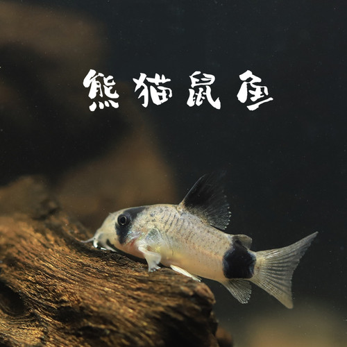 网红熊猫鼠鱼观赏鱼淡水底栖鱼