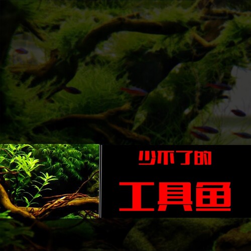 除藻清洁工具鱼黄金胡子大帆豹纹