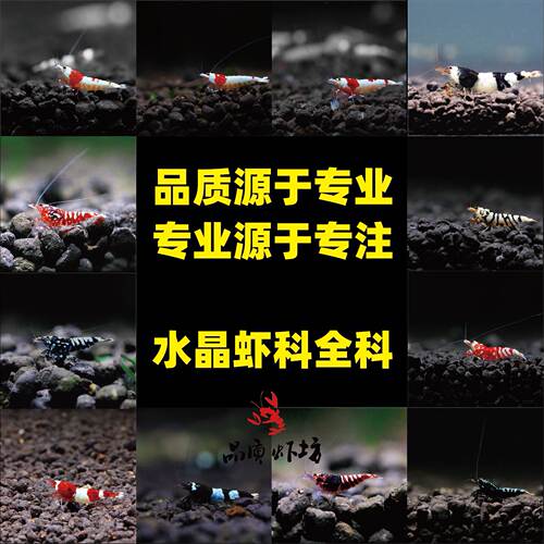 品质虾坊观赏虾宠物虾除藻观赏虾