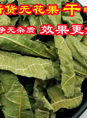 新鲜无花果叶现剪现发
