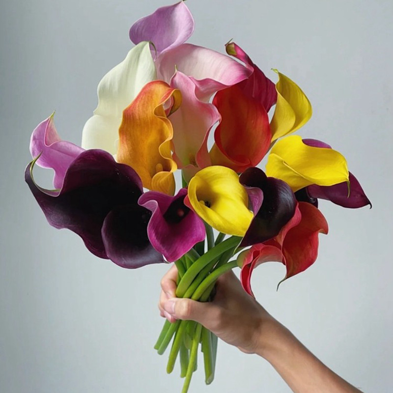 北京同城a级白色马蹄莲进口橙黄色海芋鲜切花送朋友插花家用花束